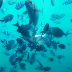 Fische am Riff Fische am Riff